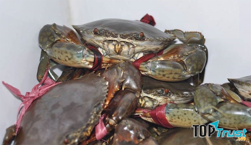 Cua biển Cô Tô