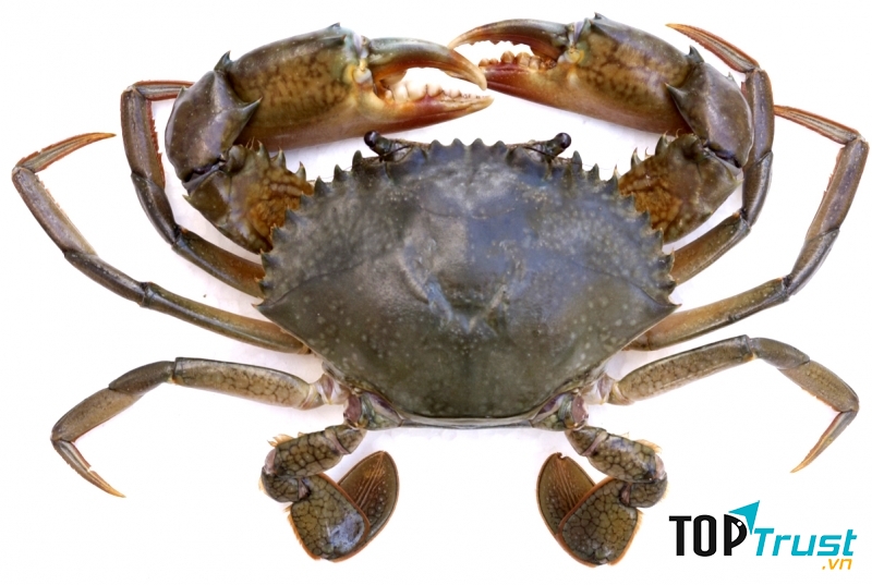 Chọn những con cua khỏe mạnh