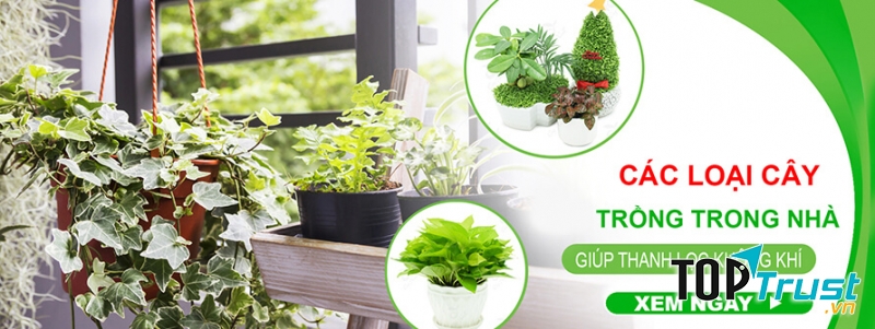 Cây cảnh mini - Cayxinh.vn