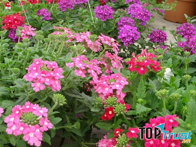 Hạt Giống Hoa Phong Việt