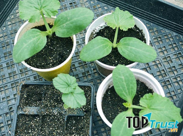 Shop Hạt Giống Xinh Đà Nẵng