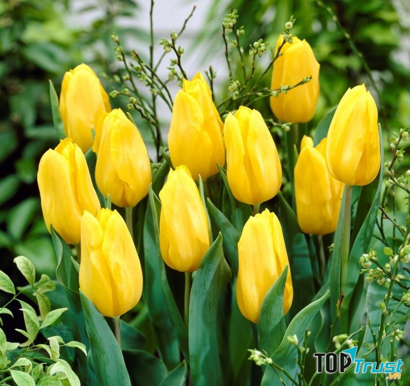 Chậu Hoa Đà Nẵng