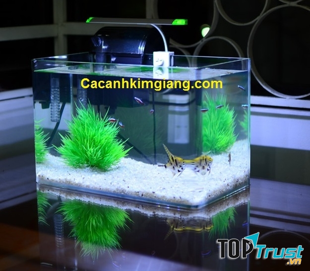 Cửa hàng cá cảnh Kim Giang