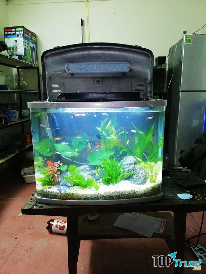 Cửa hàng cá cảnh Kim Giang