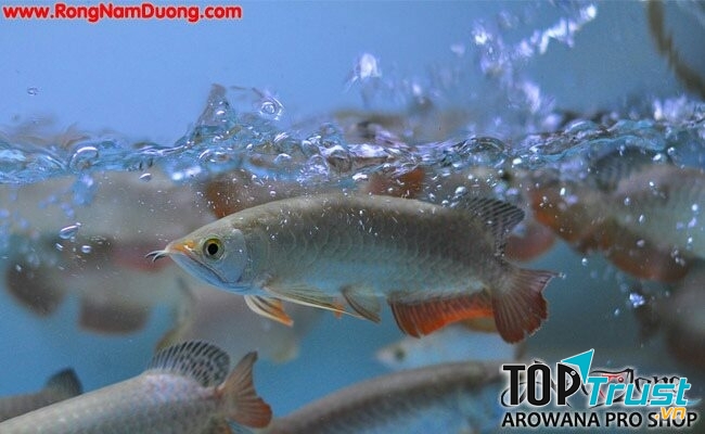 Cửa Hàng Cá Cảnh Rồng Nam Dương