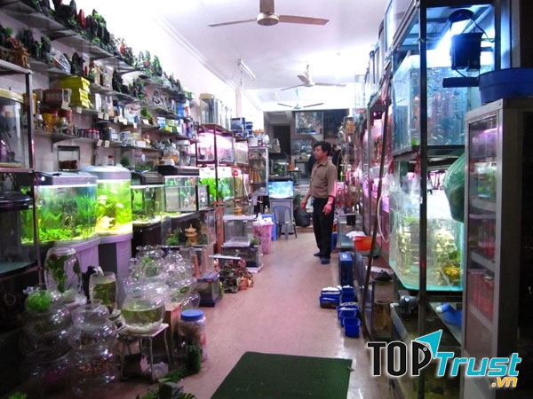 Cửa hàng cá cảnh Sơn Yến