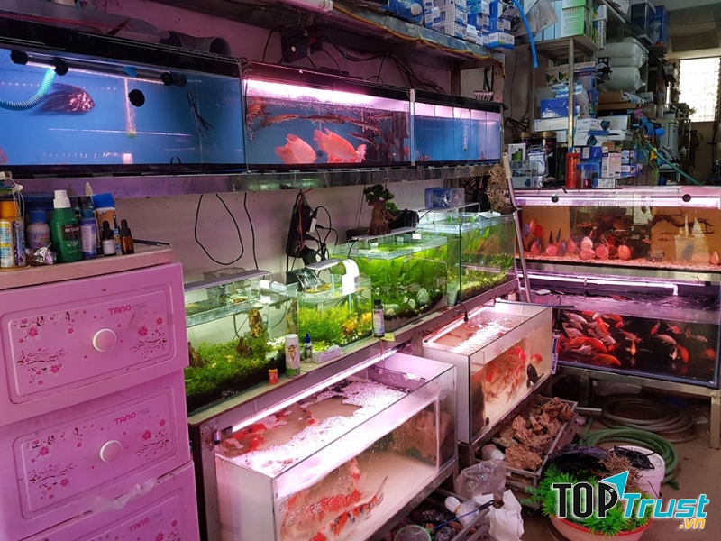 Cửa hàng cá cảnh Sơn Yến
