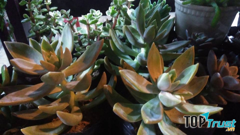 Cửa hàng cây cảnh Bến Tre