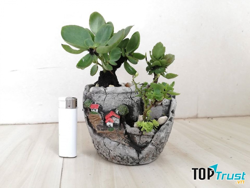 Cửa hàng cây cảnh Bến Tre