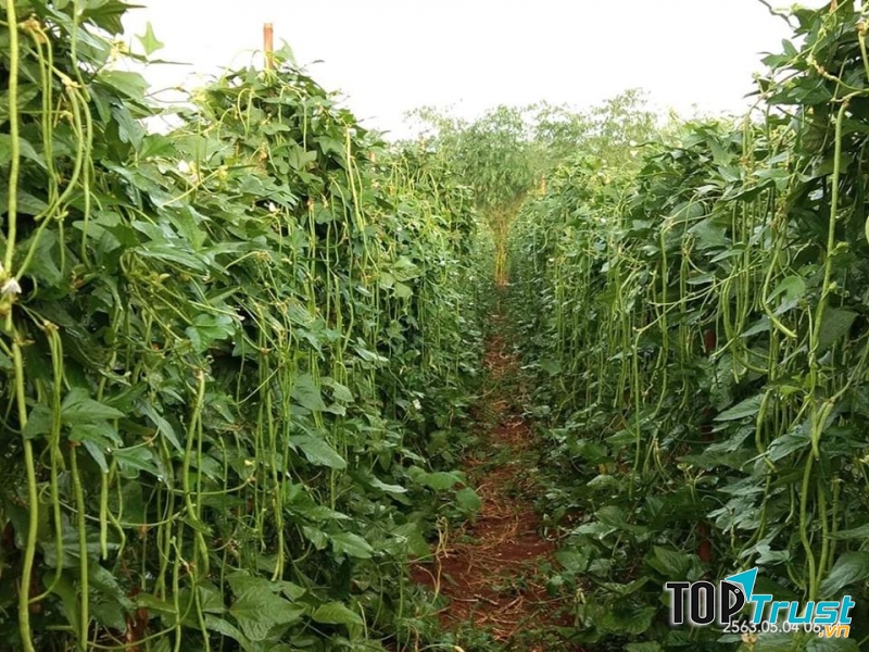 Hạt Giống An Tâm