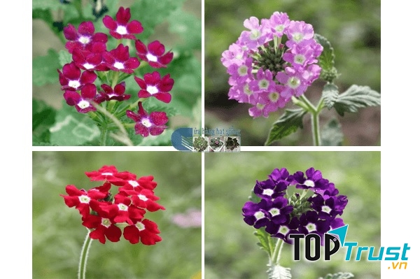 Cửa hàng hạt giống hoa Mỹ Đình