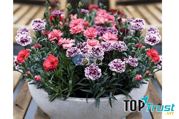 Cửa hàng hạt giống hoa Mỹ Đình