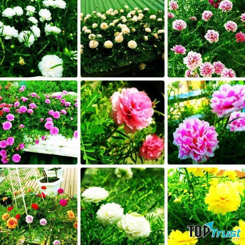 Cửa hàng hạt giống hoa quả Hà Nội