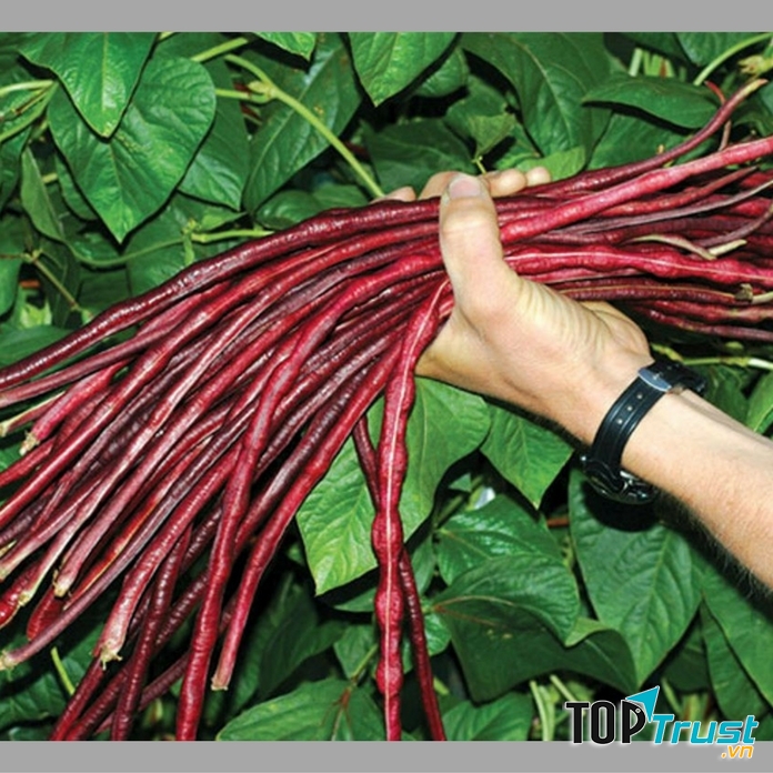 Hạt giống đậu đũa đỏ