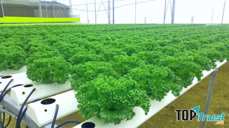 Cửa hàng Rau hữu cơ Tràng An