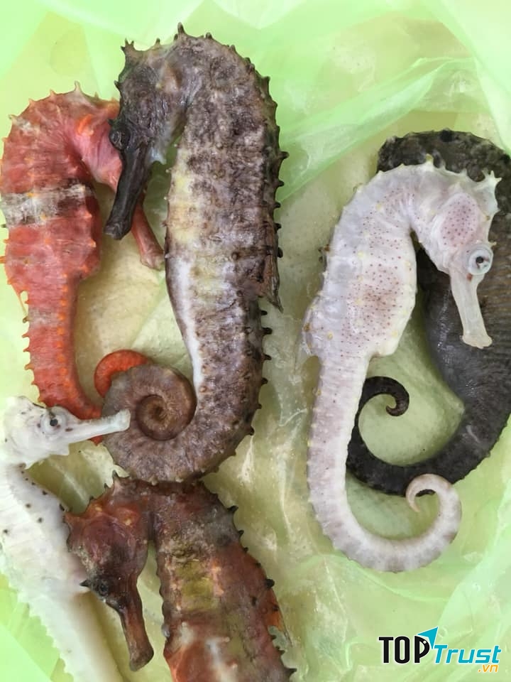 Cá ngựa tại cửa hàng