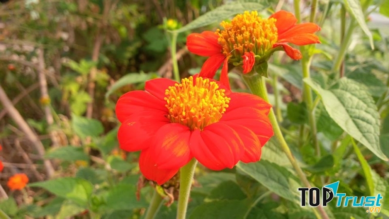 Cúc đẹp dưới nắng