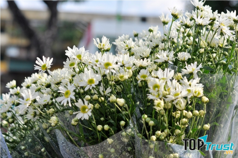 Sắc  trắng tinh khôi của cúc họa mi