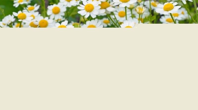 Cúc Feverfew giúp giảm chóng mặt, cải thiện lưu thông máu