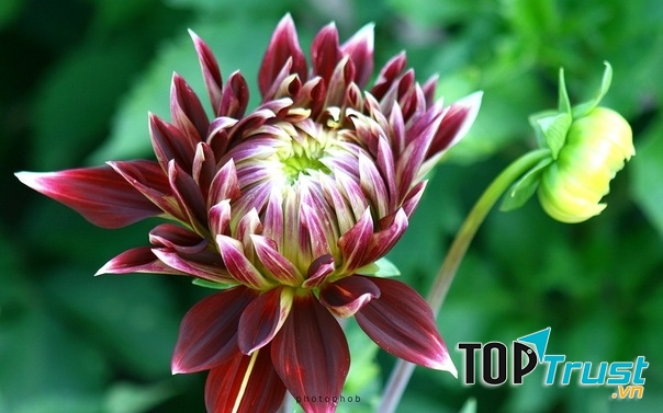 Hoa cúc thược dược