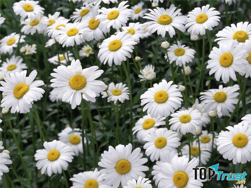 Cúc trắng là loại hoa có công dụng làm mát da, mềm da và giảm nếp nhăn