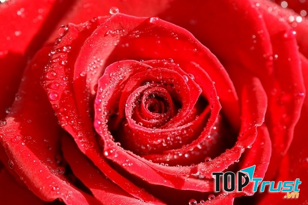 Màu đỏ nóng bỏng và tươi mới sẽ mang đến nguồn cảm hứng bất tận phục vụ cho sức sáng tạo của Bạch Dương