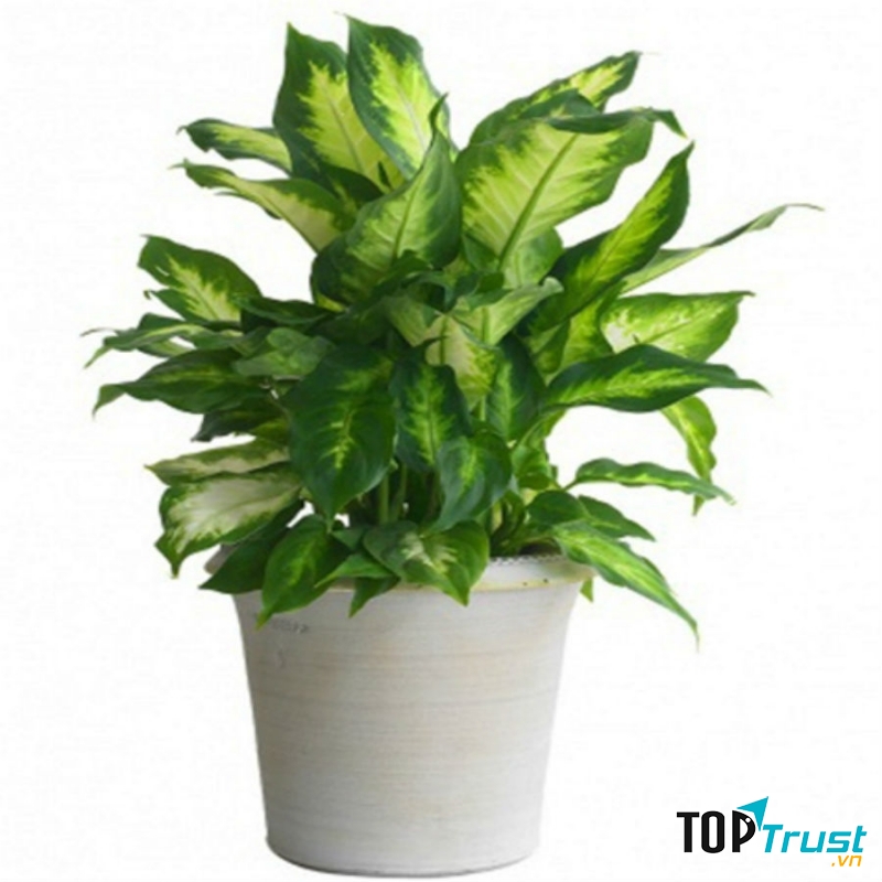 Cây vạn niên thanh với sức sống mãnh liệt ở phòng làm việc của Bạch Dương để tăng cường vận khí