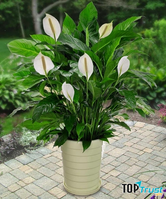 Chậu lan ý mang lại may mắn cho Bảo Bình trong phòng làm việc