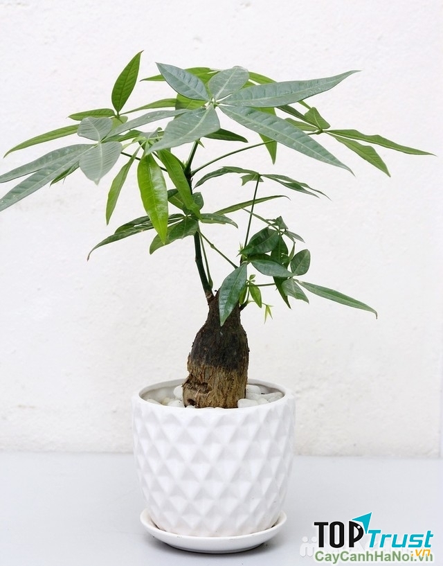 Cây kim ngân để bàn được xem là hợp phong thủy với Cự Giải