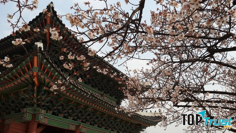 Đến mùa xuân hoa anh đào lại nở rộ hòa quyện với kiến trúc tinh tế của nơi đây