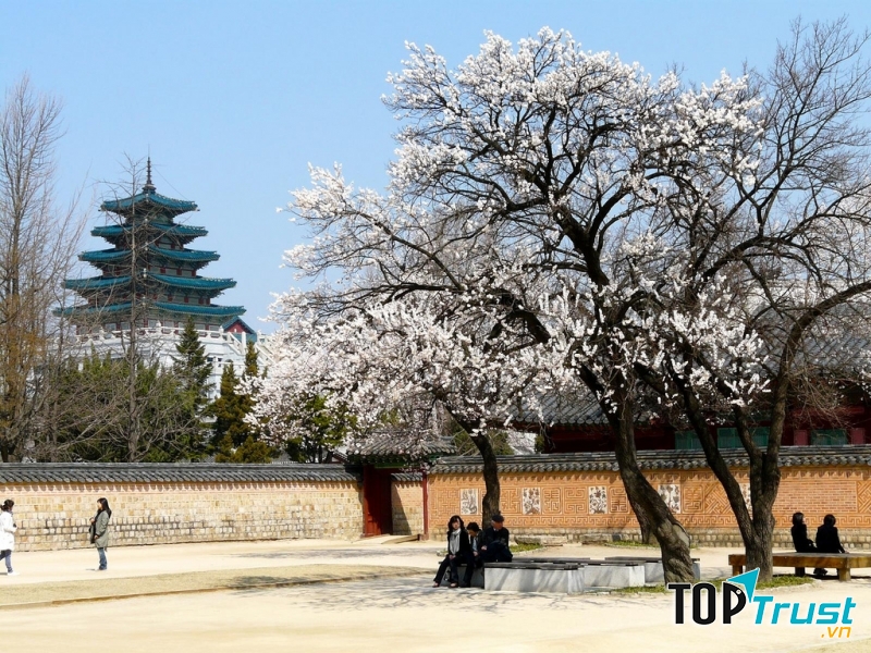 Màu sắc quyến rũ của hoa anh đào