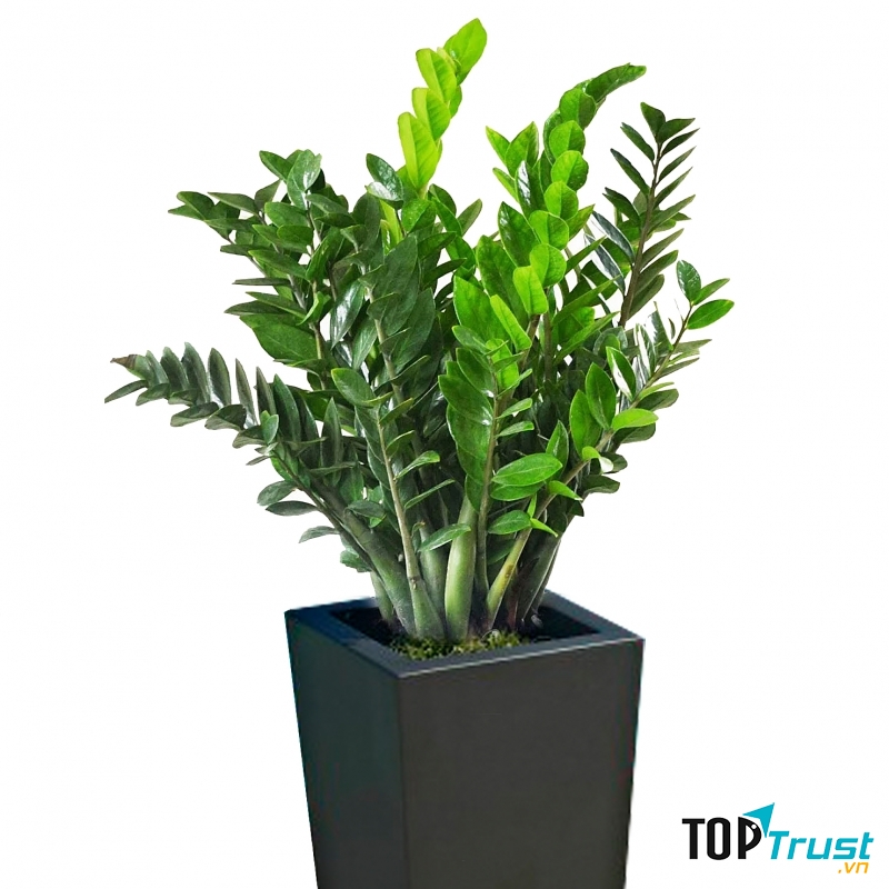 Cây phát tài là một gợi ý tốt để chiêu tài cho Kim Ngưu.