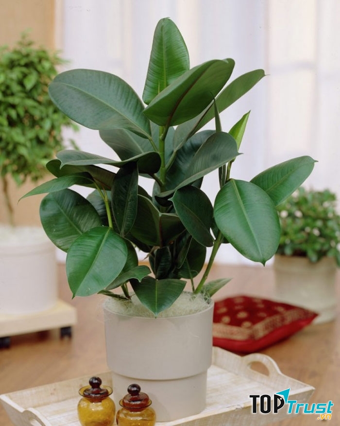 Cây đa cảnh bài trí trên bàn làm việc mang lại may mắn cho Ma Kết