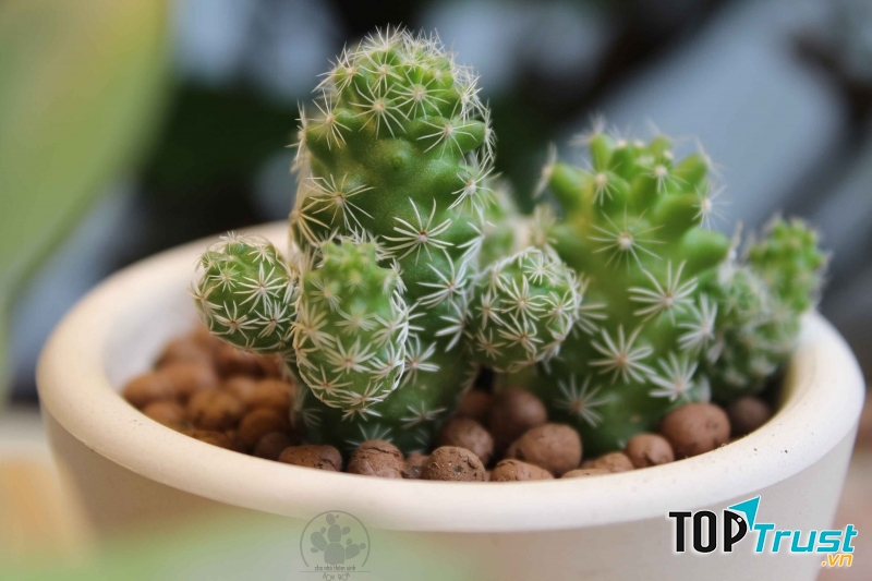 Nhân Mã có một cây xương rồng nhỏ đặt trên bàn làm việc cũng rất hợp phong thủy