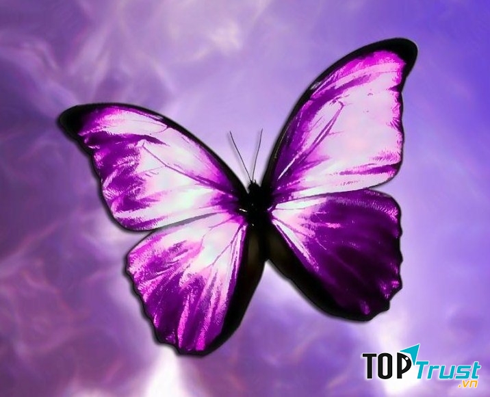 Song Ngư mơ mộng và nhạy cảm với mọi vấn đề nên sẽ vô cùng hợp với gam màu tím