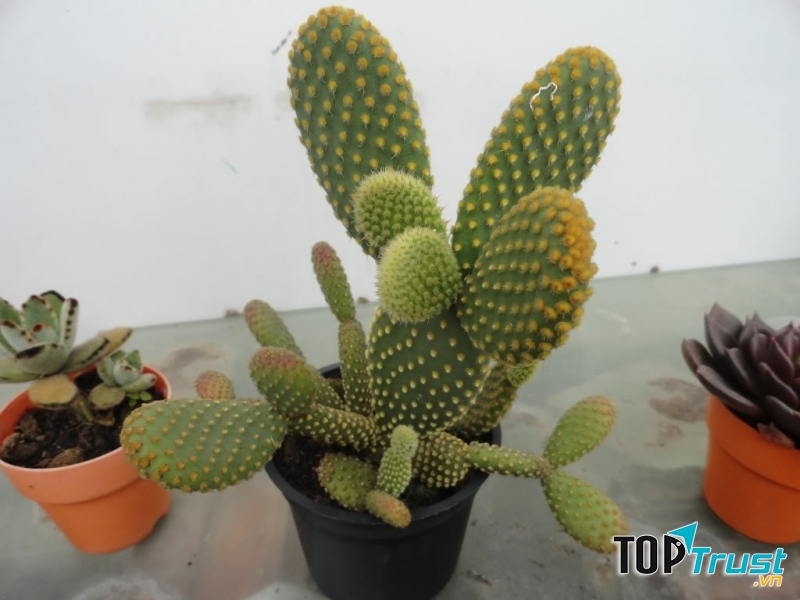 Song Ngư nên trang trí một cây xương rồng trên bàn làm việc của mình