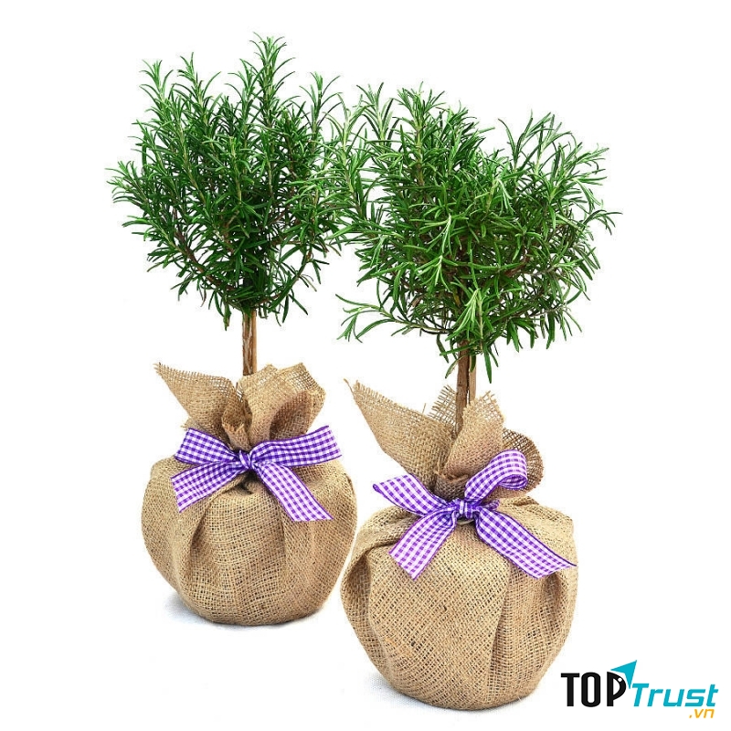 Song Tử có thể thư giãn đầu óc của mình bằng một chậu hoa hương thảo