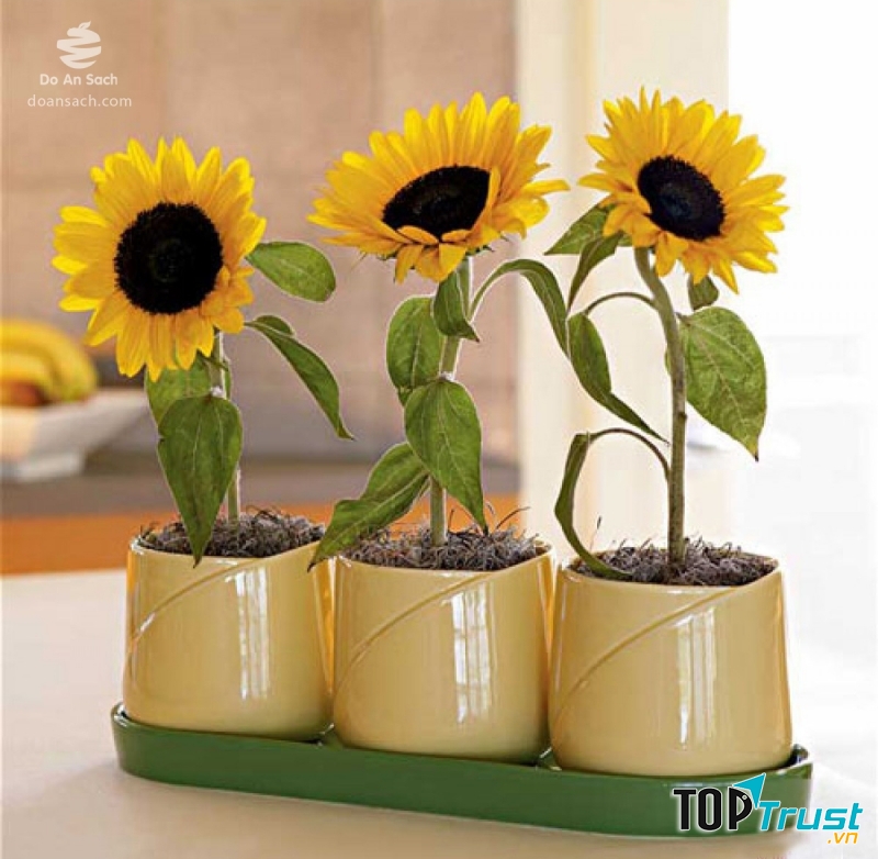 Cây hoa hướng dương giàu sức sống hợp phong thủy với Sư Tử