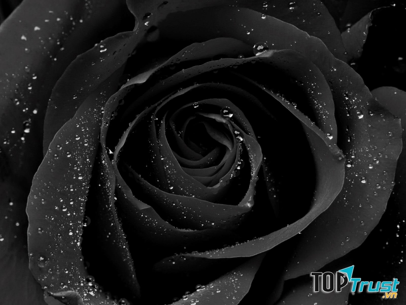 Thần Nông nên kết hợp với những gam màu đỏ rượu vang, nâu đậm hoặc đen huyền bí