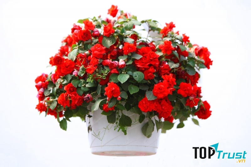 Cây hoa hải đường rất hợp phong thủy với phòng làm việc của Thần Nông