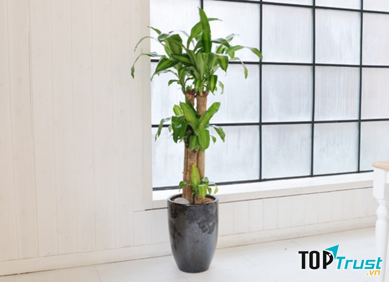 Thiên Bình giống như thiết mộc lan ấm áp, dịu dàng mà cao ngạo