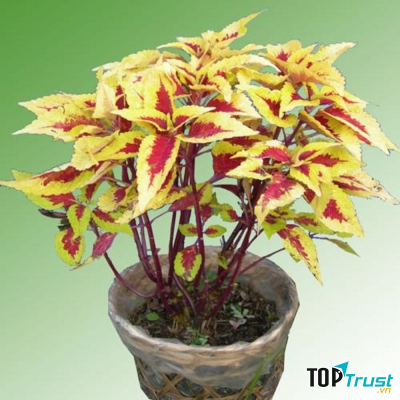 Một chậu cây lá gấm cũng rất hợp với cung Xử Nữ nếu trang trí ở phòng làm việc