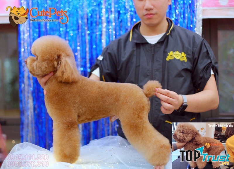 CutePets - Pet shop Hà Nội