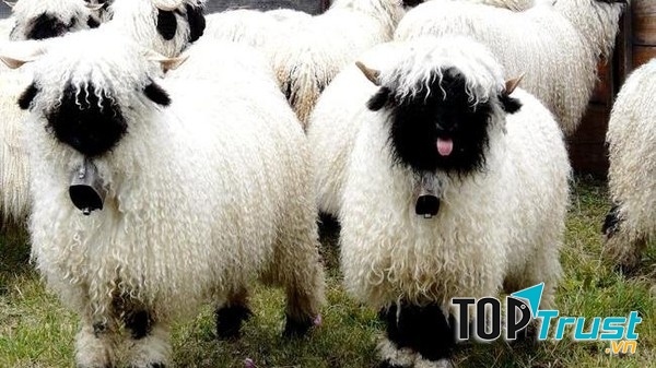 Cừu mũi đen Valais