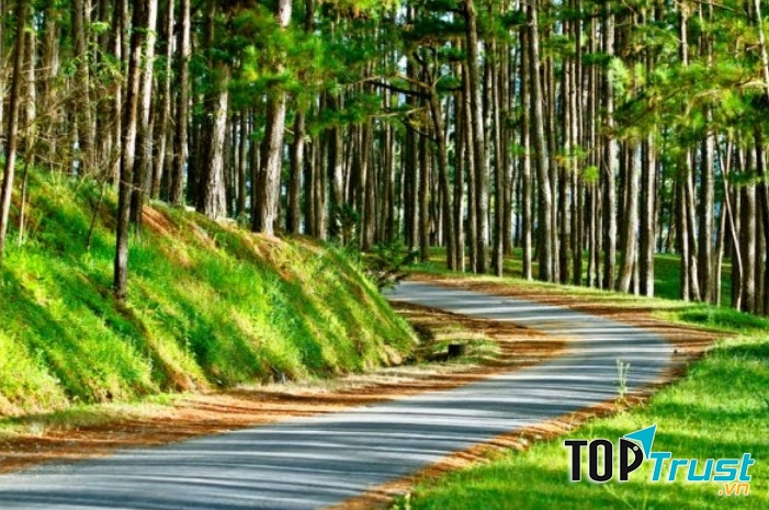 Rừng thông ở Đà Lạt