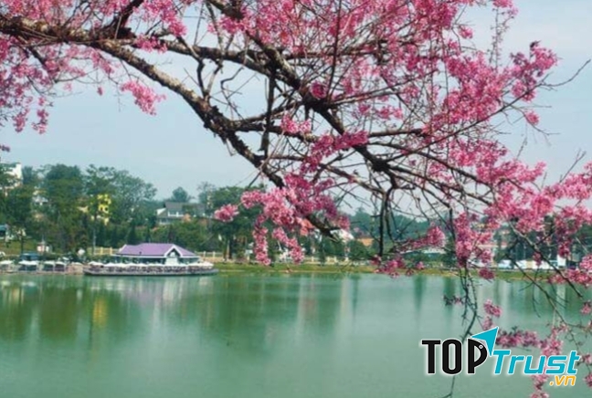 Hoa anh Đào nở hên Hồ Xuân Hương