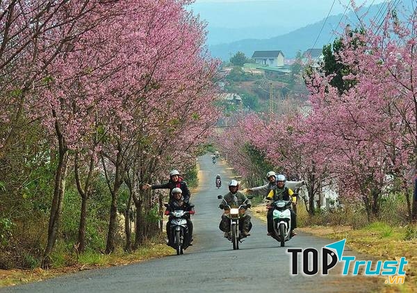 Vẻ đẹp của đường Đà Lạt vào thu