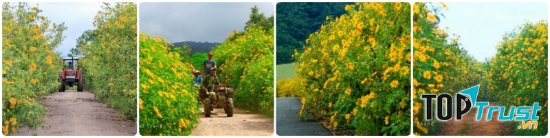 Dã quỳ vàng rực tràn ngập hai bên đường