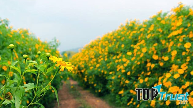 Hoa dã quỳ Đà Lạt