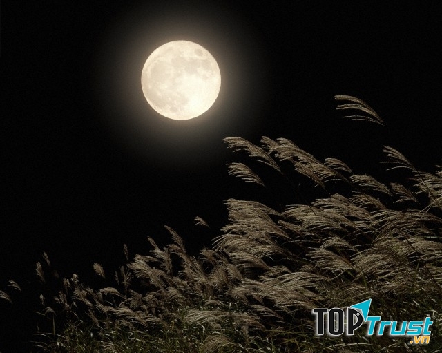 Đà Lạt Trăng Mờ